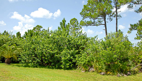 Ferienhaus Florida unverwechselbarer Traumurlaub